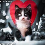 Elvera Wilderman Profile Picture