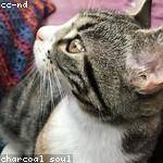 Cecile Witting Profile Picture