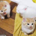 Wanda Brekke Profile Picture