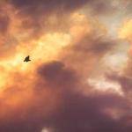 Joannie Spencer Profile Picture