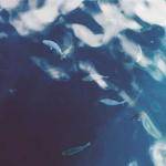 Efren Lindgren Profile Picture