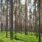 Dayton Lebsack Profile Picture