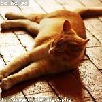 Coy Kirlin Profile Picture