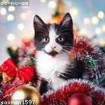 Nova Wintheiser Profile Picture