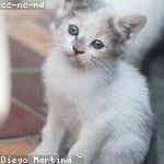 Hassan Rogahn Profile Picture