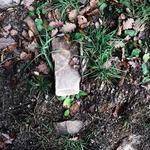 Cullen Morissette Profile Picture