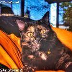 Palma Hegmann Profile Picture