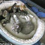 Josefina Gibson Profile Picture