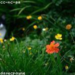 Andre Gulgowski Profile Picture