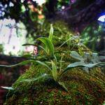 Deven Rippin Profile Picture