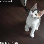 Evert Sipes Profile Picture