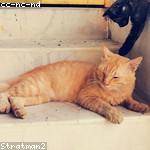 Misty Stiedemann Profile Picture