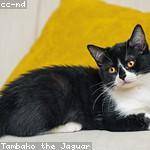 Clementina Gorczany Profile Picture