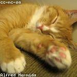 Constantin Hermiston Profile Picture