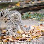 Camilla Schoen Profile Picture