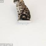 Henderson Roob Profile Picture