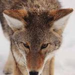 Eve Hane Profile Picture