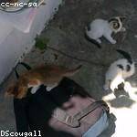 Adeline Schmeler Profile Picture