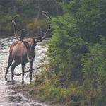 Susan Leffler Profile Picture