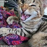 Anna Considine Profile Picture