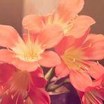 Patsy Gulgowski Profile Picture