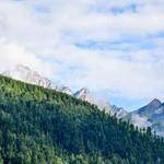 Maymie Krajcik Profile Picture