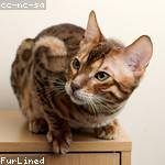 Audie King Profile Picture