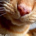 Queen Swaniawski Profile Picture