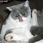 Sonia Frami Profile Picture