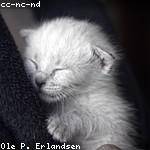 Karley Paucek Profile Picture