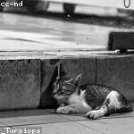 Shaylee Borer Profile Picture