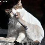 Camryn Schamberger Profile Picture