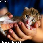 Roxanne Rau Profile Picture