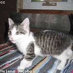 Jacinthe Hane Profile Picture