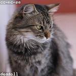 Devon Gottlieb Profile Picture