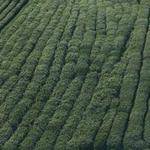 Berry Bruen Profile Picture