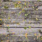 Alexis Kirlin Profile Picture