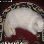 Donna Herman Profile Picture