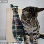 Mireille Brakus Profile Picture