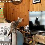 Malvina Bahringer Profile Picture