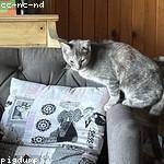 Declan Greenfelder Profile Picture