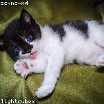 Kariane Collier Profile Picture