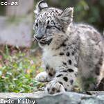 Kevon Muller Profile Picture