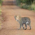 Theodore Hartmann Profile Picture