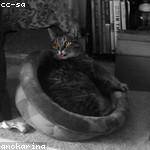 Kamren Prohaska Profile Picture