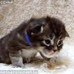 Pansy Heller Profile Picture