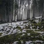 Emelie Carter Profile Picture