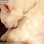 Luciano Conroy Profile Picture