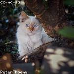 Heather Tillman Profile Picture