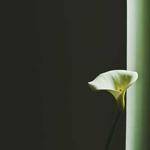 Boris Nader Profile Picture